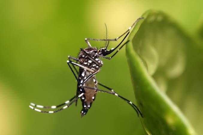 Peligroso automedicarse ante sintomas de dengue
