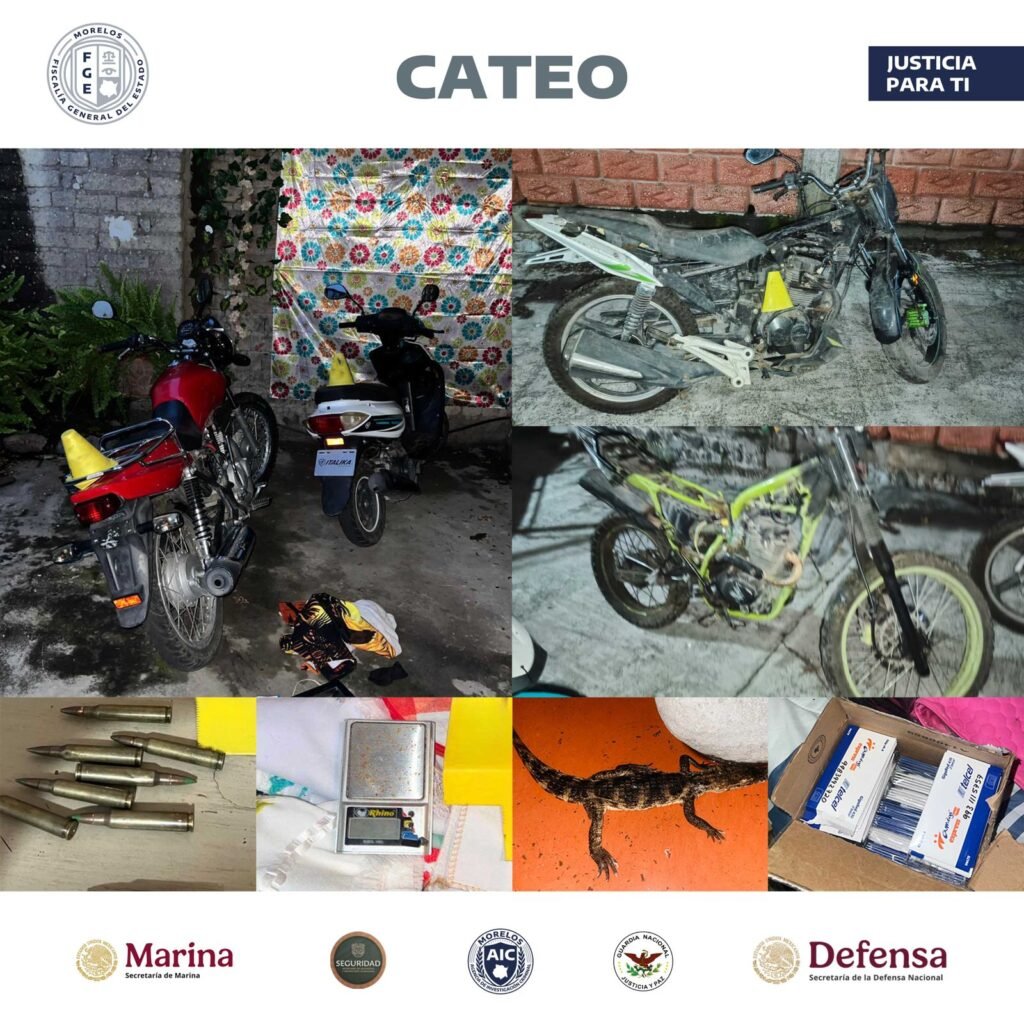 Decomisan en cateo, motos y hasta caimanes bebé en Temoac