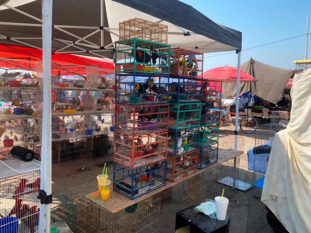 Profepa asegura más de cien aves silvestres en tianguis de Morelos