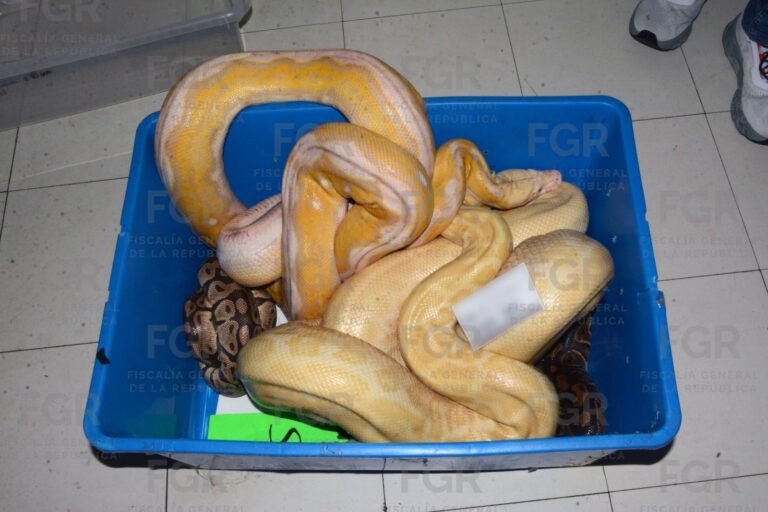 A proceso penal, por ocupar víboras para fotografias en carnaval de Tepoztlán